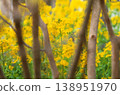 正片拍攝的油菜花 138951970