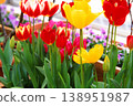 用正片拍攝的鬱金香 138951987