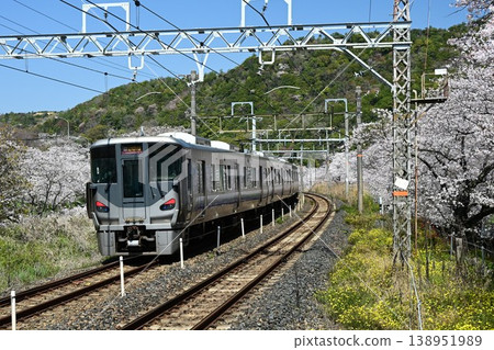 Yamanakadani, a post town on the Kishu Kaido road, boasts a magnificent row of approximately 1,000 cherry trees, and is located near Yamanakadani Station on the Hanwa Line. 138951989