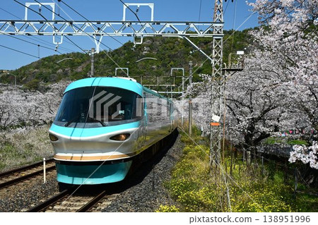 Yamanakadani: A magnificent row of approximately 1,000 cherry trees; an express train passing through Yamanakadani Station on the Hanwa Line. 138951996