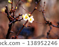 用正片拍攝的梅花 138952246