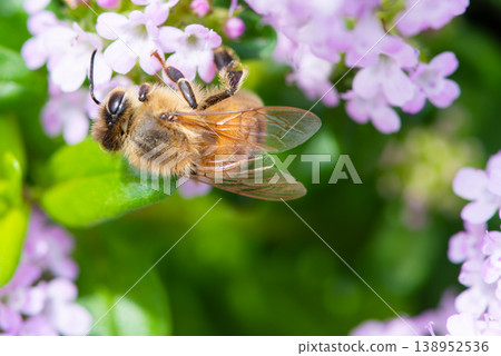 A bee collecting nectar from a pink flower. A bee collecting nectar from a pink flower. 138952536
