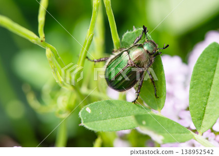A beautiful, glossy green scarab beetle is perched on a leaf. 138952542