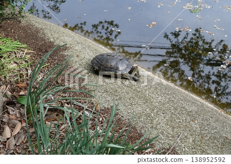 Turtle floating in the pond Turtle floating in the pond 138952592