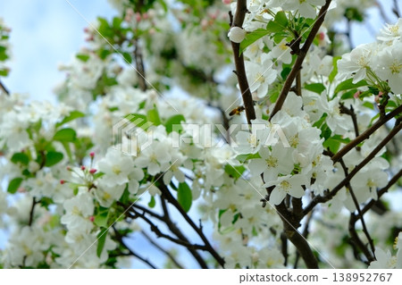 Bees flit about, seeking nectar from the white blossoms of fully bloomed crabapple trees. Bees flit about, seeking nectar from the white blossoms of fully bloomed crabapple trees. 138952767