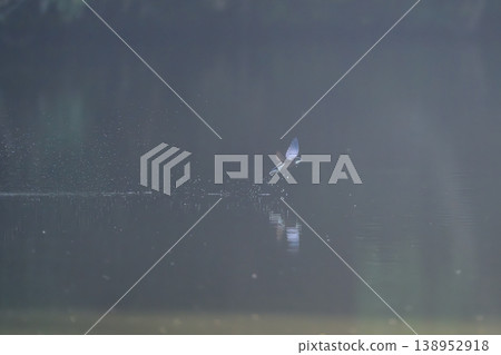 水平飛行速度最快的鳥類是藍尾雨燕。 138952918