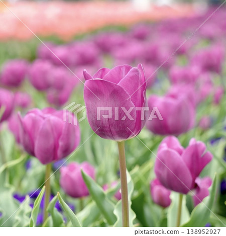 Beautiful tulip flowers, deep pink 138952927