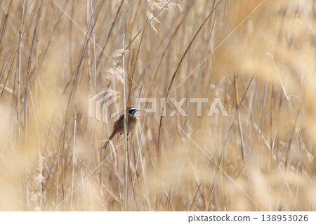 蘆葦叢中的一隻鹀(野鳥) 蘆葦叢中的一隻鹀(野鳥) 138953026
