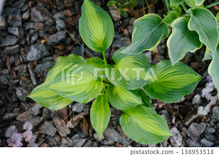 Beautiful Hosta Dance With Me Plant with Yellow and Green Foliage 138953518