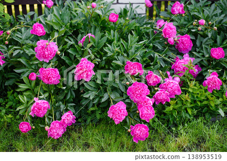 Vibrant Pink Peony Flowers Blooming in Summer Yard 138953519