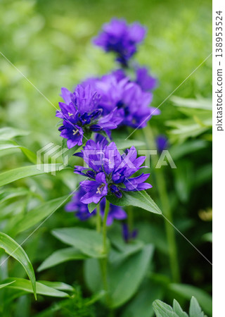 Purple Clustered Bellflower Campanula Glomerata in Garden 138953524