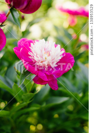 Title English: Vibrant Pink White Cap Peony with Fluffy White Center Title English: Vibrant Pink White Cap Peony with Fluffy White Center 138953529