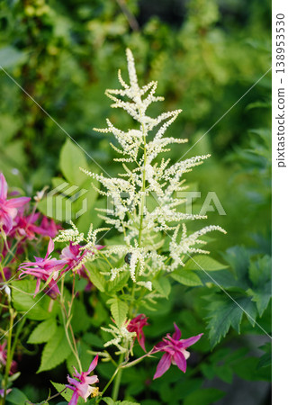 White Aruncus Panicle and Pink Aquilegia in Garden 138953530