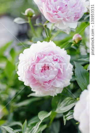 Sarah Bernhardt Peony Blooms in Soft Sunlight Sarah Bernhardt Peony Blooms in Soft Sunlight 138953531