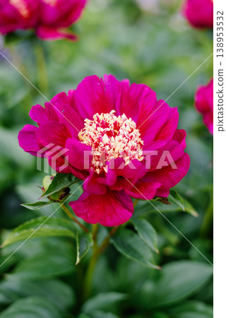 Close Detail of Charles Burgess Peony in Summer Bloom Close Detail of Charles Burgess Peony in Summer Bloom 138953532