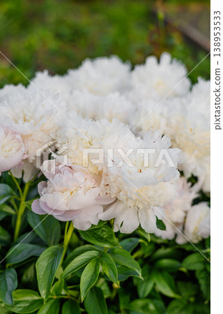 Lush White Peony Flowers of Angel Cheeks Variety in Garden Lush White Peony Flowers of Angel Cheeks Variety in Garden 138953533