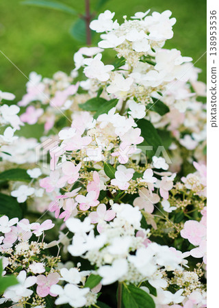 Panicle Hydrangea Wim's Red with Pink Tinted Blossoms 138953536