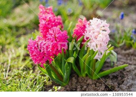 Beautiful Hyacinth Apricot Passion and Jan Bos Flowers in Spring Garden Beautiful Hyacinth Apricot Passion and Jan Bos Flowers in Spring Garden 138953544