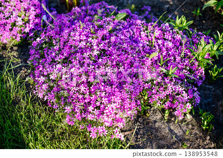 Purple Phlox Divaricata Bush In Spring Flower Bed Purple Phlox Divaricata Bush In Spring Flower Bed 138953548