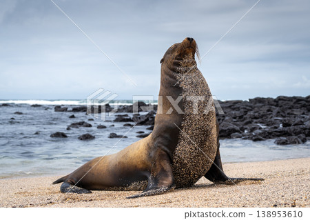 Sea Lion Posing on Playa Loberia Beach Sea Lion Posing on Playa Loberia Beach 138953610