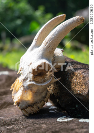 Goat skull at Kamuihei archaeological site, Nuku Hiva, French Polynesia 138953636