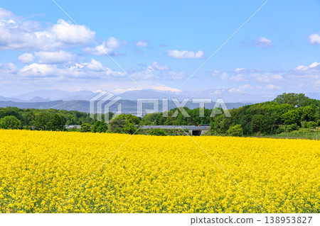 Takikawa City, Hokkaido: A field of rapeseed flowers in full bloom and Mount Shokanbetsu [May] 138953827