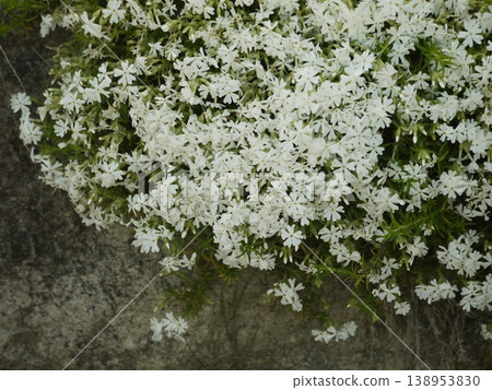 White-flowered moss phlox White-flowered moss phlox 138953830