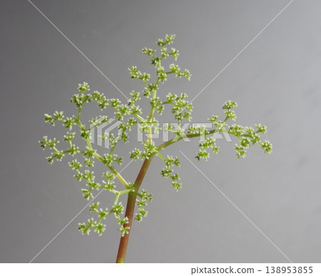 The flower of Pilea peperomioides The flower of Pilea peperomioides 138953855