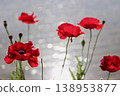 Red poppies by the water's edge - 1 138953877