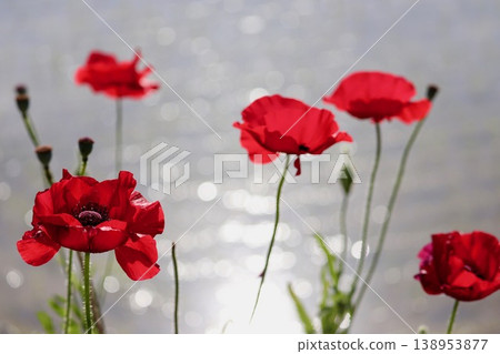 Red poppies by the water's edge - 1 Red poppies by the water's edge - 1 138953877