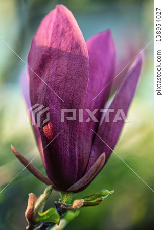 Magnolia Magnolia 138954027