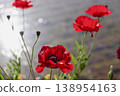 Red poppies by the water's edge - 3 138954163
