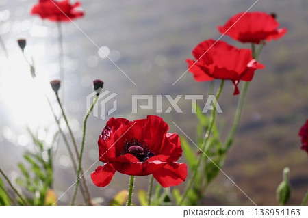 Red poppies by the water's edge - 3 Red poppies by the water's edge - 3 138954163