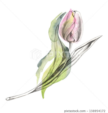 Pastel tulip flower head, stem with leaves, bulb plant. Botanical hand drawn art with pencil outline and expressive watercolor wash. Bridal shower invitations, wedding envelopes, romantic journaling 138954172