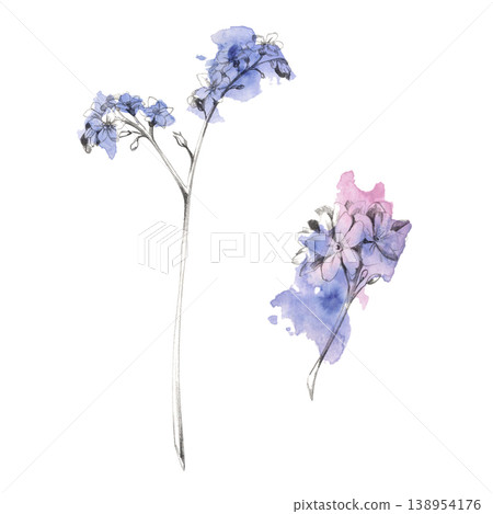 Blue forget-me-not myosotis, alkanet flower blossoms on long thin stems. Hand drawn in pencil with soft watercolor wash in vintage romantic style. Anniversary cards, memory journals, floral packaging. Blue forget-me-not myosotis, alkanet flower blossoms on long thin stems. Hand drawn in pencil with soft watercolor wash in vintage romantic style. Anniversary cards, memory journals, floral packaging. 138954176
