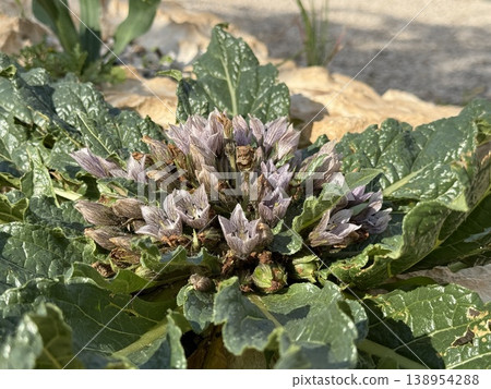 Thistle plant with purple flowers among green leaves in a garden setting Thistle plant with purple flowers among green leaves in a garden setting 138954288