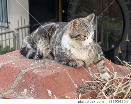 Cat resting on brick structure outdoors, urban environment, peaceful setting, suitable for background Cat resting on brick structure outdoors, urban environment, peaceful setting, suitable for background 138954304