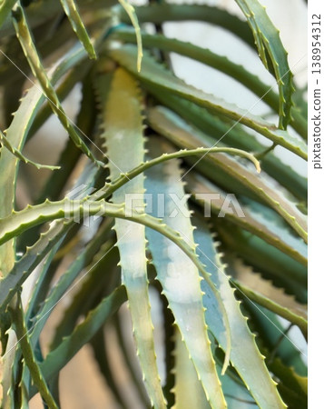 Closeup of aloe vera plant leaves in natural light, with texture and green tones for background 138954312