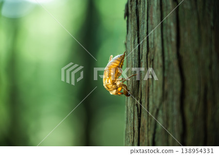 Hyalessa maculaticus 貝殼 Hyalessa maculaticus 貝殼 138954331