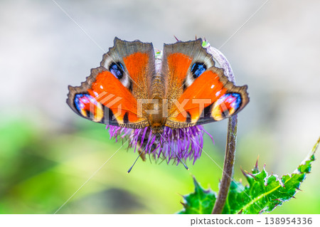 Male peacock butterfly Male peacock butterfly 138954336