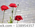Red poppies by the water's edge - 4 138954357