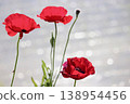 Red poppies by the water's edge - 5 138954456