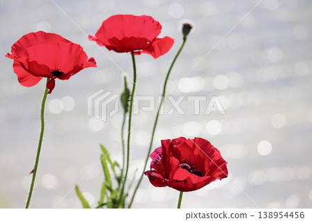 Red poppies by the water's edge - 5 Red poppies by the water's edge - 5 138954456