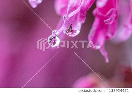 粉紅色的常綠桑寄生花，上面帶著水珠 138954471