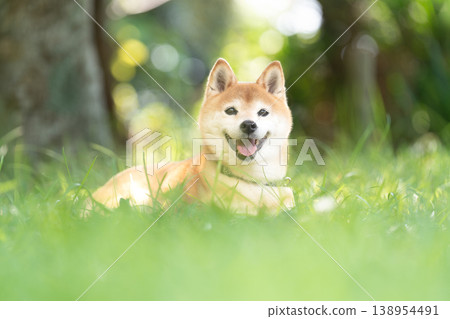 A cute Shiba Inu resting in the shade of a tree. Shiba Inu Akane A cute Shiba Inu resting in the shade of a tree. Shiba Inu Akane 138954491