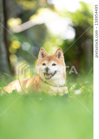 A cute Shiba Inu resting in the shade of a tree. Shiba Inu Akane A cute Shiba Inu resting in the shade of a tree. Shiba Inu Akane 138954495