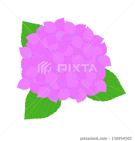 繡球花的插圖 138954505