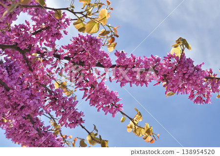 Redbud trees (Arbre de Judée) in bloom in the Tuileries Garden, Paris, April 6, 2026. 138954520