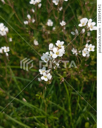 small white wildflowers blooming among thin green grass small white wildflowers blooming among thin green grass 138954541
