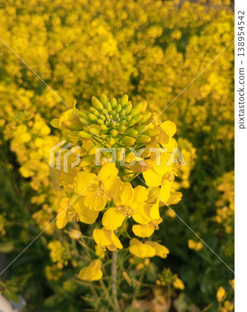 Close up of blooming yellow canola flowers with soft petals and tight green buds in a field, suitable for agricultural and spring botanical themes 138954542